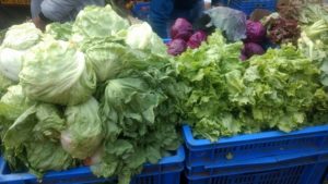 Romaine Lettuce, purple cabbage - Pune Vegetable Wholesale Market