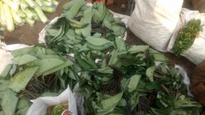 Colacassia Leaves - Pune Vegetable Wholesale Market