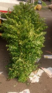 Curry Leaves - Pune Vegetable Wholesale Market