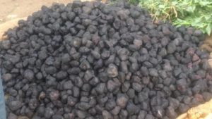 शिंगाडा (water chestnut) - Pune Vegetable Wholesale Market