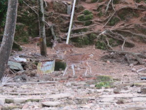 Deers at Ross Island