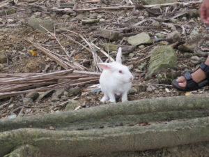 Hare at Ross Island