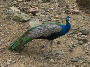 Peacock at Ross Island