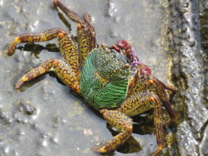 Crab at Ross Island