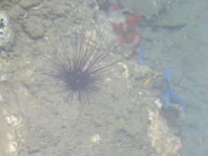 Sea Urchin at Ross Island