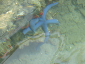 Star fish at Ross Island