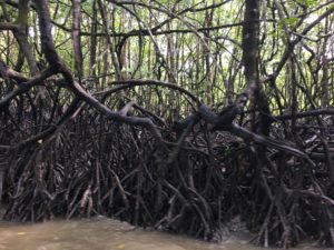 Mangroves at the entrance of Baratang Jetty