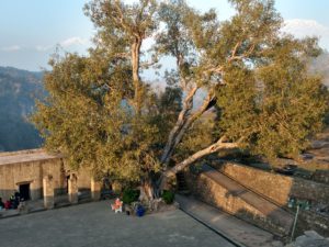 The centuries old Peepal tree